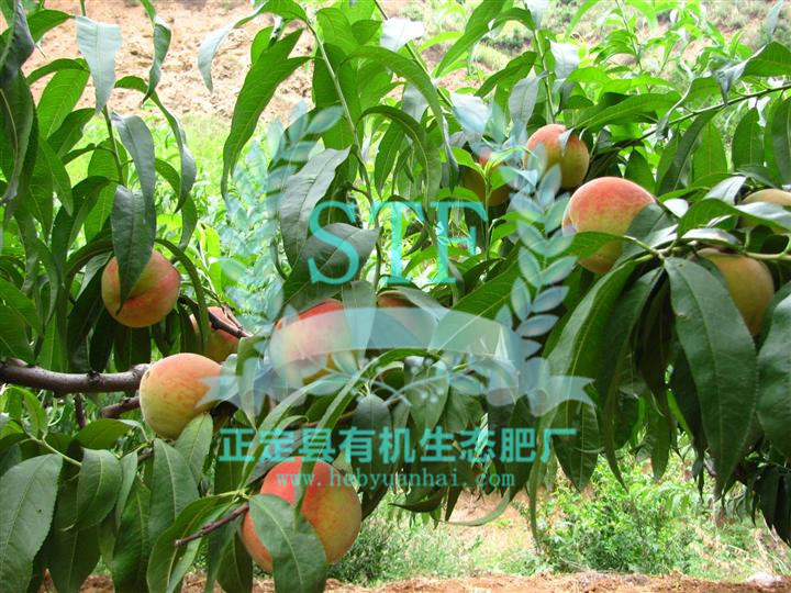 �����л���