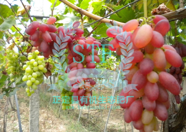 ������ʹ���