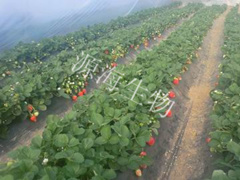 �ҹ�˾��ɽ��ũҵ�̻���ժ԰��ɹ���Э��